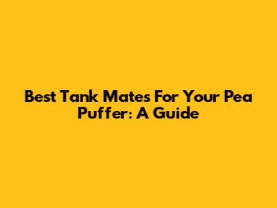 Best Tank Mates For Your Pea Puffer: A Guide