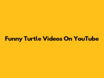 Funny Turtle Videos On YouTube