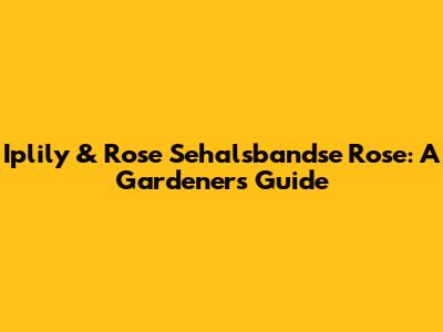 Iplily & Rose Sehalsbandse Rose: A Gardener's Guide