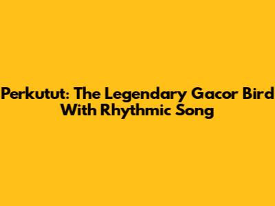 Perkutut: The Legendary Gacor Bird With Rhythmic Song