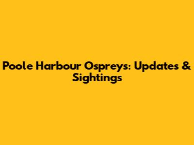 Poole Harbour Ospreys: Updates & Sightings