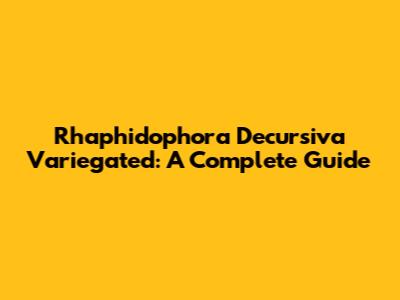 Rhaphidophora Decursiva Variegated: A Complete Guide