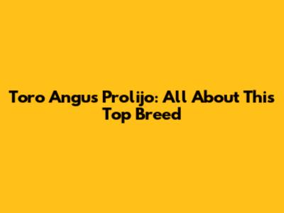 Toro Angus Prolijo: All About This Top Breed